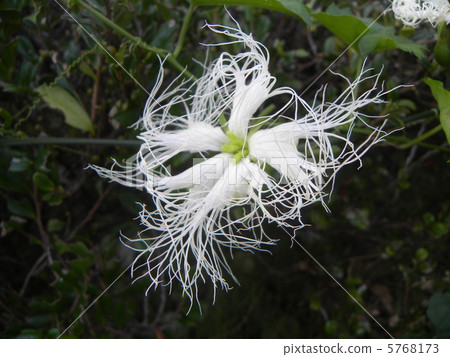 白色盛開在晚上和枯萎與黎明。 白色盛開在晚上和枯萎與黎明。 5768173