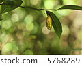 Psychiatopoda蛹02 5768289