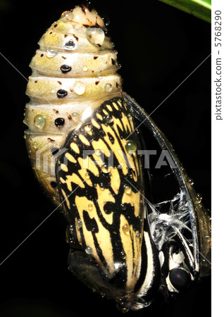 White-tailed Emergence 5768290