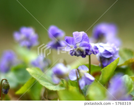 帕爾瑪紫羅蘭（雙花紫羅蘭色） 5768319