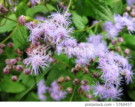 Ao Buna Fuji Bakama in October shooting Ao Buna Fuji Bakama in October shooting 5768457