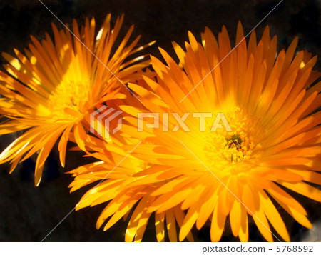 Matsubagiki (Orange) 5768592