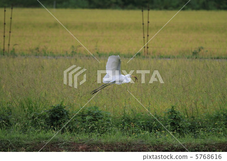 Daisuke who preyed on frog (Photo: Toyooka City, Hyogo Prefecture) 5768616