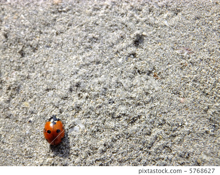 Ladybug Ladybug 5768627