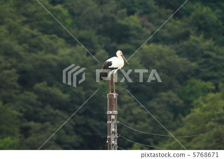 Stork standing on utility pole (Photo: Toyooka City, Hyogo Prefecture) Stork standing on utility pole (Photo: Toyooka City, Hyogo Prefecture) 5768671