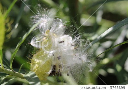 Fusenia towata 5768899