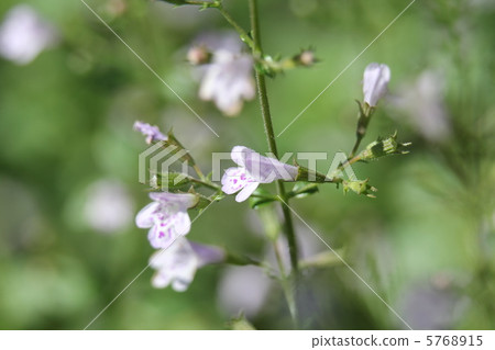 Kalaminsa Nepeta 5768915