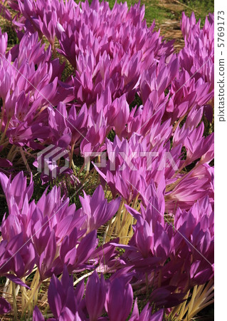 秋水仙 秋水仙 5769173