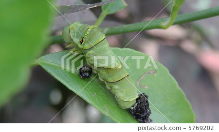 Melting of larvae of swallowtail butter - finish 5769202