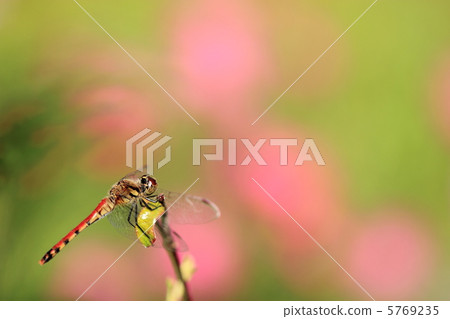 Red dragonfly 5769235