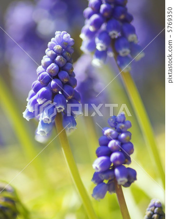 穆斯卡里（紫色）：穆斯卡里亞美尼亞凸輪 5769350