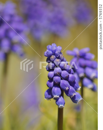 穆斯卡里(紫色):穆斯卡里亞美尼亞凸輪 穆斯卡里(紫色):穆斯卡里亞美尼亞凸輪 5769352