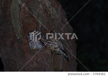 Aobasuku giving moths to young birds 5769362