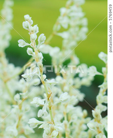 Summer snowflakes (Natsu Kizura) flower language: snow that should fall early this year Silver Lacevine Summer snowflakes (Natsu Kizura) flower language: snow that should fall early this year Silver Lacevine 5769459