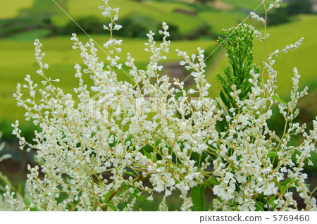 Summer snowflakes (Natsu Kizura) flower language: snow that should fall early this year Silver Lacevine 5769460