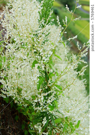 Summer snowflakes (Natsu Kizura) flower language: snow that should fall early this year Silver Lacevine Summer snowflakes (Natsu Kizura) flower language: snow that should fall early this year Silver Lacevine 5769461