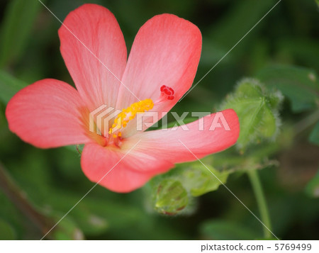 Akabanawata (Trollea otomoduki) 5769499