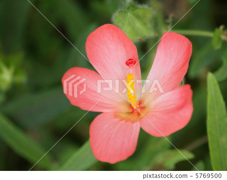 Akabanawata (Trollea otomoduki) 5769500