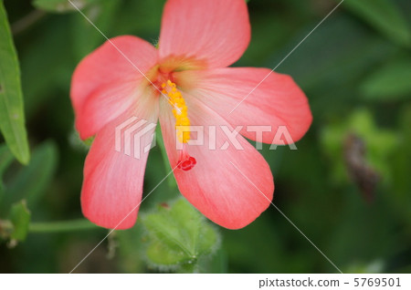 Akabanawata (Trollea otomoduki) 5769501
