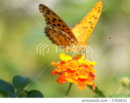 Lantana and Tsugumoro giunmon (1 male) 5769652