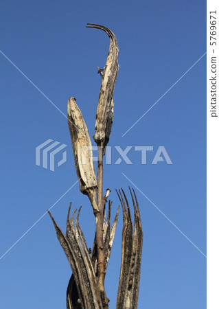 凋枯的秋葵食物問題圖像 凋枯的秋葵食物問題圖像 5769671