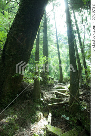 Yakusugi Land的長廊 Yakusugi Land的長廊 5769788