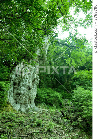 Jomon cedar of Yakushima 5769790