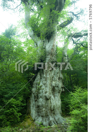 Jomon cedar of Yakushima 5769796
