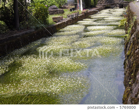 Chisa河梅花藻類 5769800