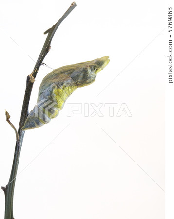 Nagasakiageha的出現♂ 5769863