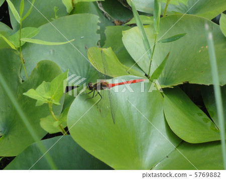 Dragonfly Dragonfly 5769882