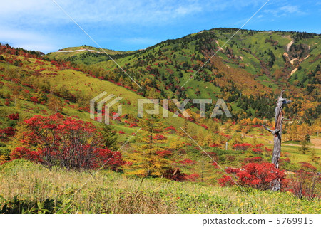 Kusatsu Shiraneyama Yoshigira秋葉 Kusatsu Shiraneyama Yoshigira秋葉 5769915