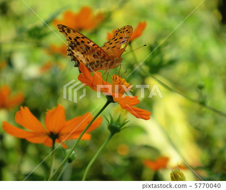 即使翅膀受傷了 即使翅膀受傷了 5770040