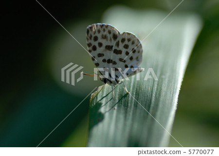 鵝清水 鵝清水 5770077