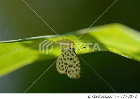 Spawning eggs Spawning eggs 5770078