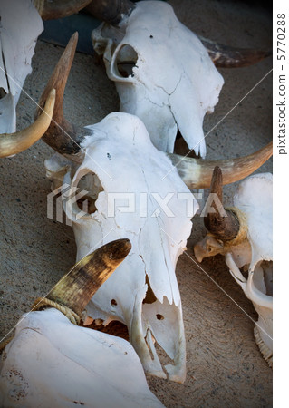 Cow skull Cow skull 5770288