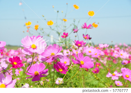 Cosmos field Cosmos field 5770777