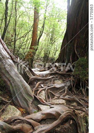 Yakushima Tree Root 5770863