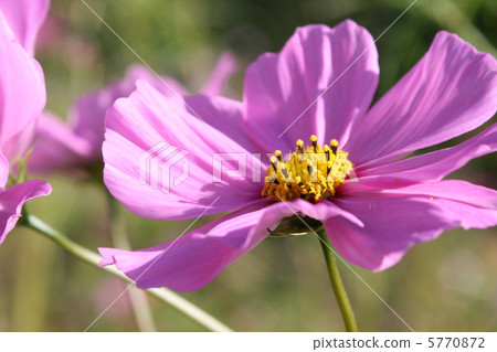 花 5770872