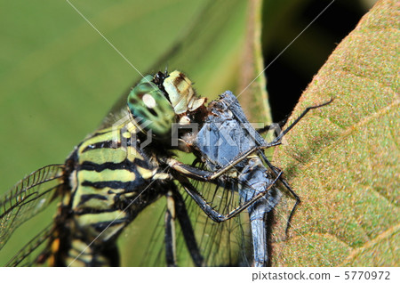 台灣內山 5770972