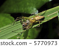 Sasagumo 02 5770973