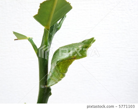 白牡蠣beesha 6的Pupation 5771103
