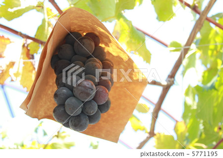 Pione _ 5 5771195