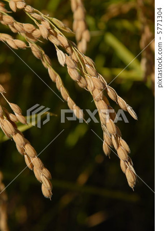 Rice field Rice field 5771304