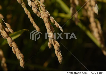 Rice field Rice field 5771305