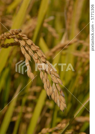 Rice field 5771306