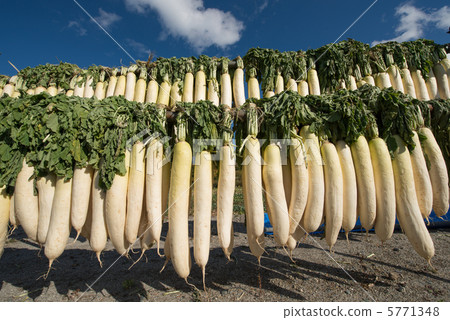 Dried radish 5771348