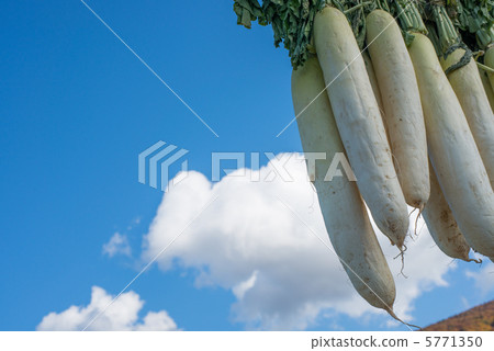 Dried radish Dried radish 5771350