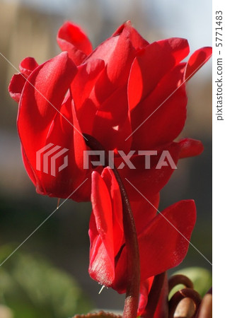 花園仙客來（仙客來） 5771483