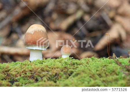 森林蘑菇 5771526